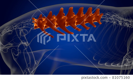 Lumbar Vertebrae Bones Dog skeleton Anatomy For... - Stock Illustration ...
