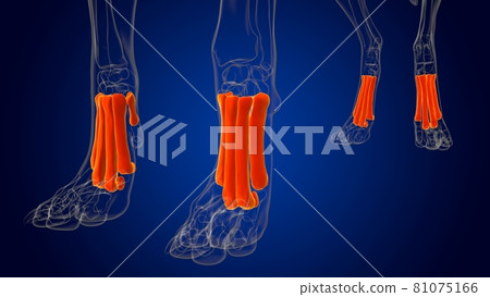 Metatarsal Bones Dog skeleton Anatomy For Medical Concept 3D 81075166