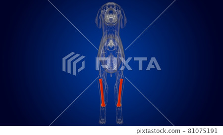 Radius Bones Dog skeleton Anatomy For Medical Concept 3D 81075191
