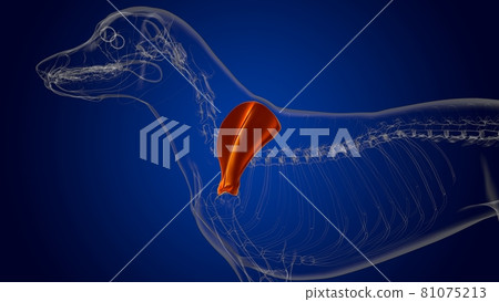 Scapula Bones Dog skeleton Anatomy For Medical Concept 3D 81075213