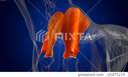 Scapula Bones Dog skeleton Anatomy For Medical Concept 3D Scapula Bones Dog skeleton Anatomy For Medical Concept 3D 81075214