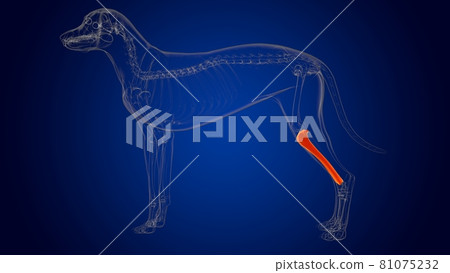 Tibia Bones Dog skeleton Anatomy For Medical Concept 3D Tibia Bones Dog skeleton Anatomy For Medical Concept 3D 81075232