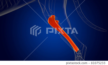 Tibia Bones Dog skeleton Anatomy For Medical Concept 3D Tibia Bones Dog skeleton Anatomy For Medical Concept 3D 81075233