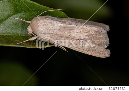 Adult Wainscot Moth Adult Wainscot Moth 81075281