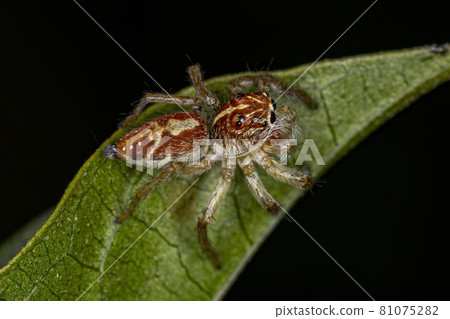 Small Jumping Spider 81075282