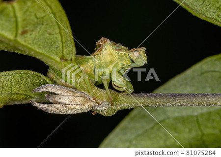 Adult Ambush Bug Adult Ambush Bug 81075284