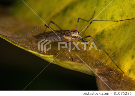 Adult Limoniid Crane Fly Adult Limoniid Crane Fly 81075285