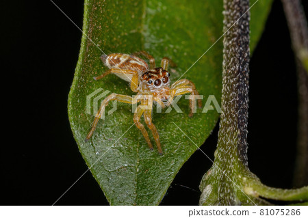 Small Jumping Spider 81075286