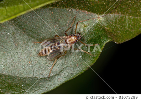 Adult Non-biting Midge Adult Non-biting Midge 81075289