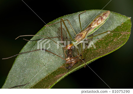 Adult Assassin Bug Adult Assassin Bug 81075290