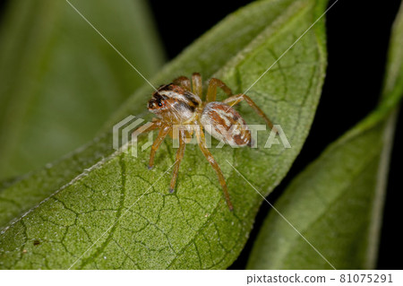 Small Jumping Spider 81075291