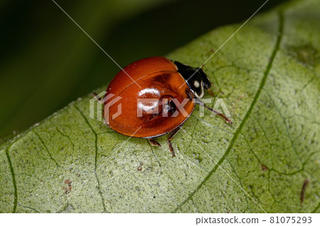 Adult Spotless Lady Beetle 81075293
