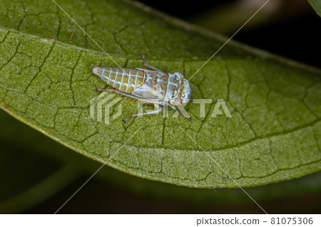 Typical Leafhopper Nymph Typical Leafhopper Nymph 81075306