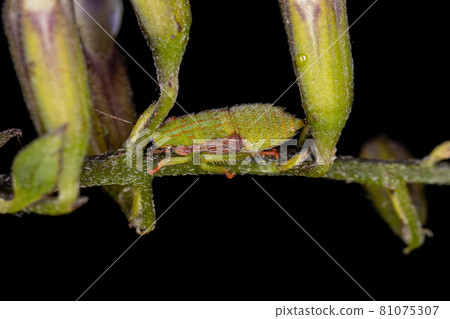 Typical Leafhopper Nymph 81075307