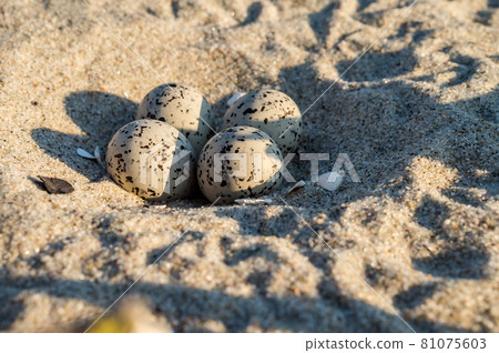 Bird eggs on the sea sand. A seagull laid eggs. Sea gull's nest. Spotted bird eggs on the shore. 81075603