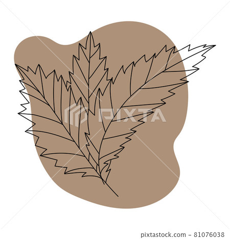 Autumn leaves, black line drawing on colored background, isolated image 81076038