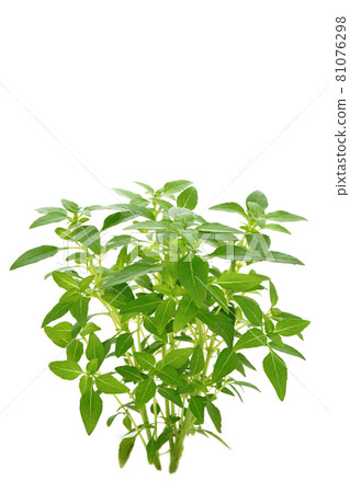 Micro-sized basil green ball Micro-sized basil green ball 81076298