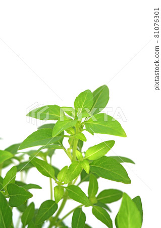 微型羅勒綠球 81076301