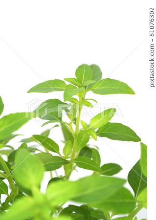 微型羅勒綠球 微型羅勒綠球 81076302