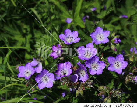 Meadow cranesbill, purple wildflower growing in Switzerland. 81076363