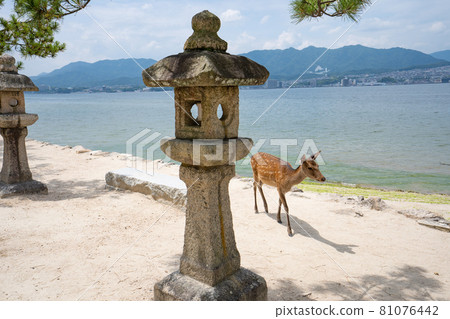 Deer in Miyajima <Miyajima, Hiroshima / August> Deer in Miyajima <Miyajima, Hiroshima / August> 81076442