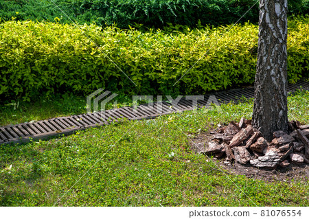 grate drainage system on lawn with green grass and bushes in backyard garden with tree trunk bark and mulching, rainwater drainage system in park among plants lit by sunlight, nobody. 81076554