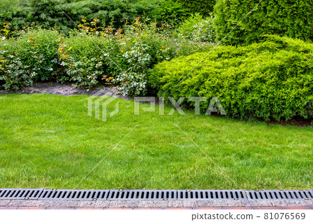 evergreen bush of thuja and roses in a backyard flower bed, landscaping with grate drainage system on the side of a stone pavement, lawn and plant with copy space, nobody. evergreen bush of thuja and roses in a backyard flower bed, landscaping with grate drainage system on the side of a stone pavement, lawn and plant with copy space, nobody. 81076569