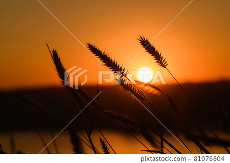 Grass spikelets and raising warm sun disk 81076804