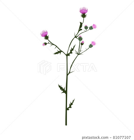 Thistle vector stock illustration. A branch of a prickly plant with purple flowers. Label for Scotch whiskey. Pharmacy botany. Isolated on a white background. 81077107