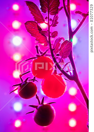 cherry tomato harvest under the led light grow lamp cherry tomato harvest under the led light grow lamp 81077329