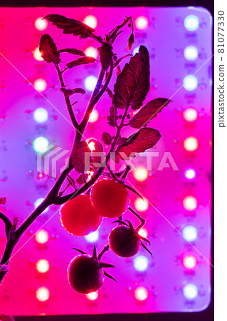 cherry tomato harvest under the led light grow lamp 81077330