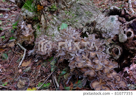 Natural Maitake in a dim forest Natural Maitake in a dim forest 81077355