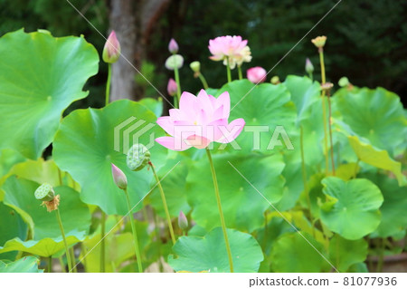 蓮花 蓮花 81077936