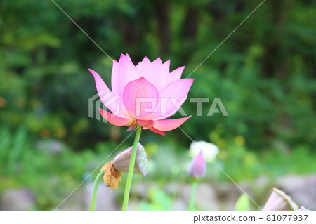 蓮花 蓮花 81077937