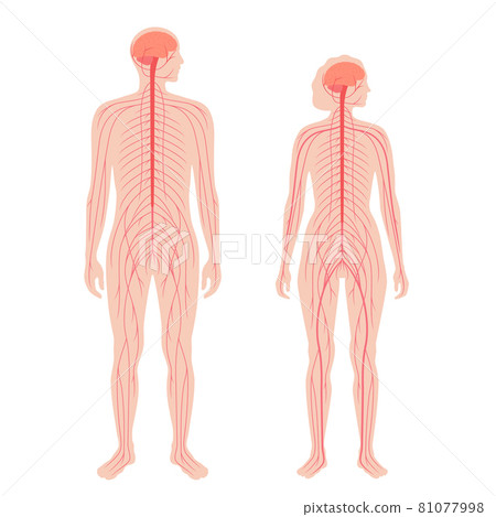 Central nervous system 81077998