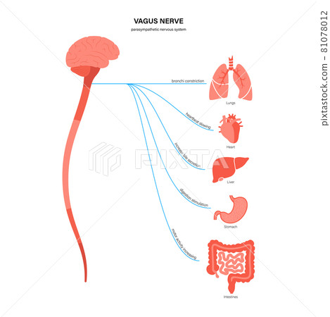 Vagus nerve diagram 81078012