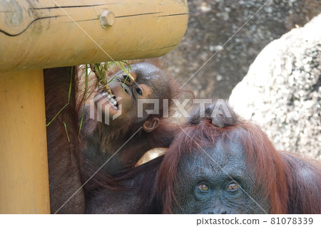 Can you eat it? Can you eat it? 81078339