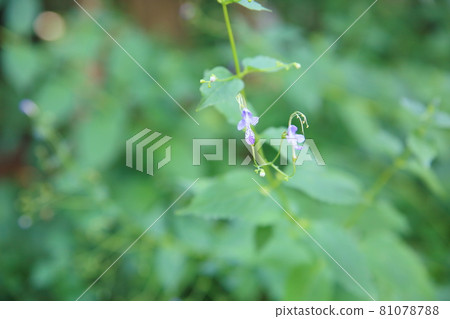 Flowers of Caliphone 81078788