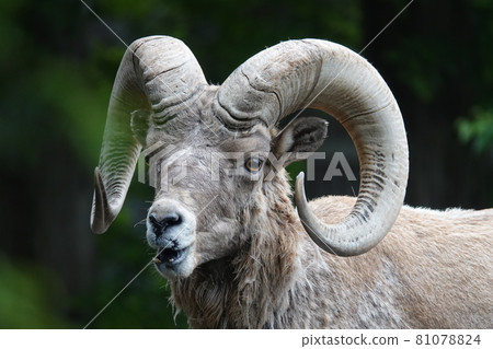 I'm the boss 81078824