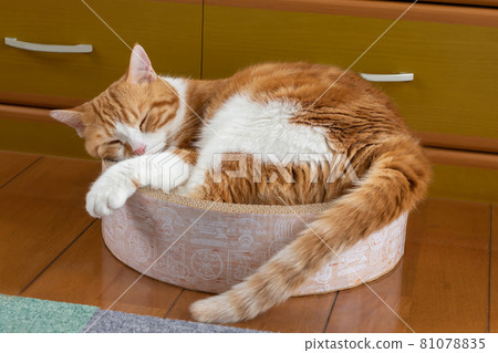 一隻蜷縮著睡覺的棕白色貓 一隻蜷縮著睡覺的棕白色貓 81078835