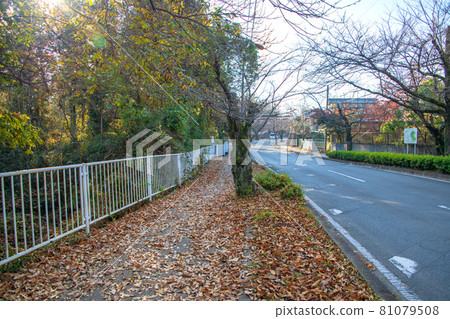Nagatoro Town Autumn Scenery Sakura Street Nagatoro Town Autumn Scenery Sakura Street 81079508