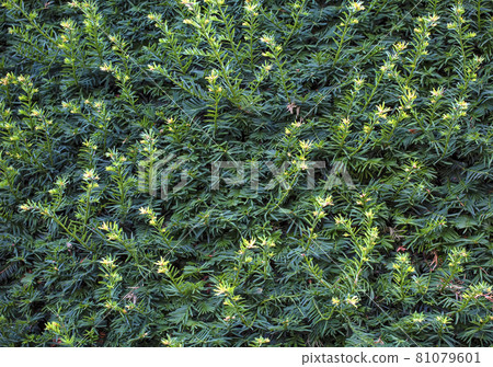 natural green wallpaper and background. nature wall. natural green wallpaper and background. nature wall. 81079601