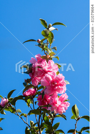 Sasanqua flowers Sasanqua flowers 81079664