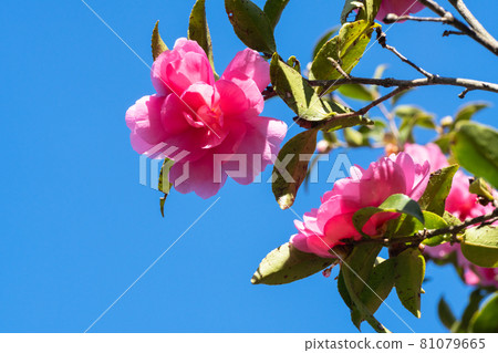 Sasanqua flowers Sasanqua flowers 81079665