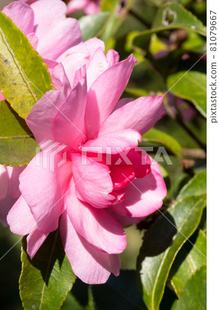 Sasanqua flowers 81079667