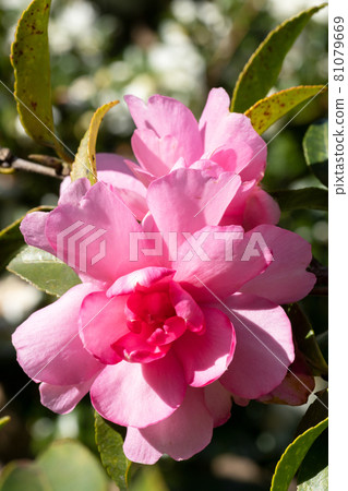 Sasanqua flowers Sasanqua flowers 81079669