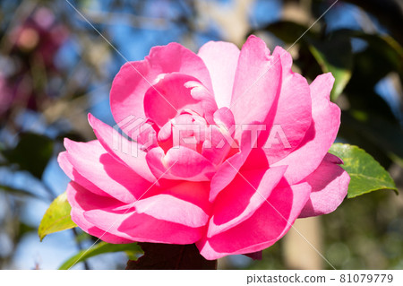 Sasanqua flowers Sasanqua flowers 81079779