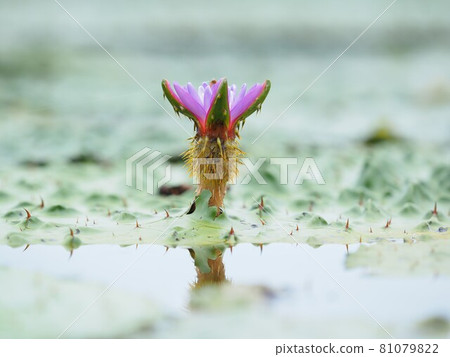 Fukushimagata, Niigata City Onibus Flower Fukushimagata, Niigata City Onibus Flower 81079822