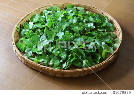 Gotu kola,據說是 21 世紀的神奇藥草 Gotu kola,據說是 21 世紀的神奇藥草 81079859