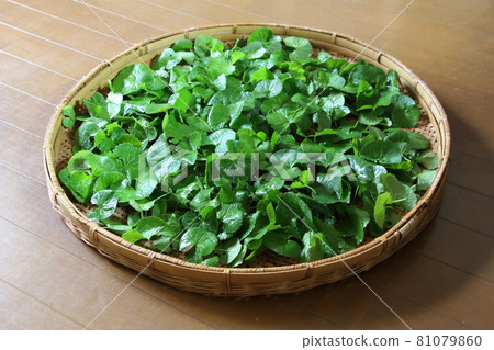 Gotu kola,據說是 21 世紀的神奇藥草 Gotu kola,據說是 21 世紀的神奇藥草 81079860